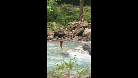 Macaques cross rope bridge over river in Sichuan, China