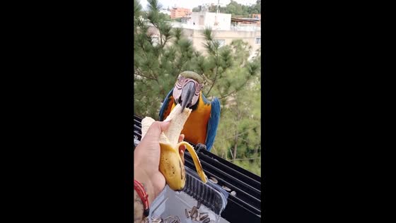 Vibrant encounter: feeding wild parrots in Caracas with fresh banana