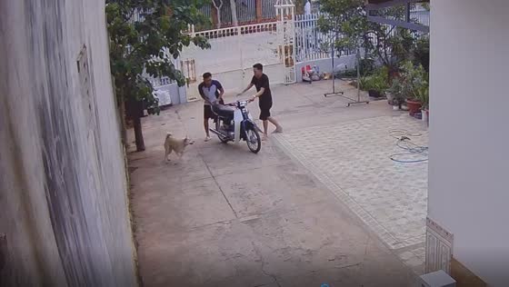Playful dog's spirited encounter with brother turns into a lively game in Buon Ma Thuot City