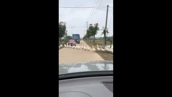 Geese block traffic while crossing road in Anhui, China