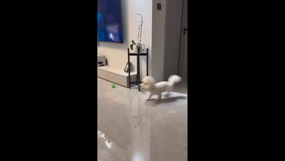 Excited Bichon races around the living room in Henan, China