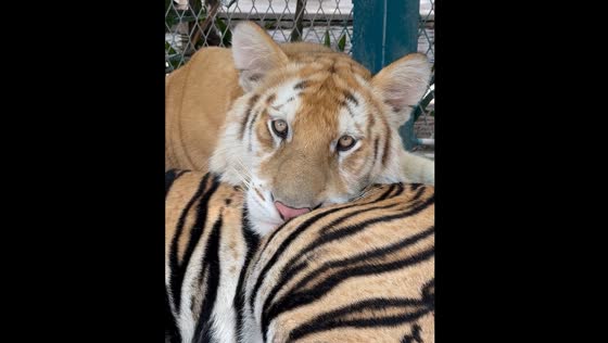 Golden tiger cub rests adorably on another tiger in Thailand