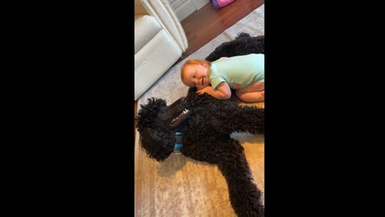 Child plays with poodle Henry in Calgary