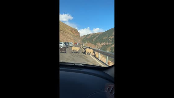 Sheep hilariously struggles to cross a guardrail while following its herd in Xinjiang, China