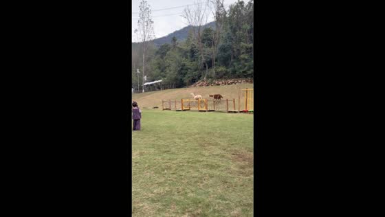 Two alpacas chase each other as goats headbutt nearby at a farm in Jingshan, China