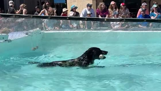 Dog swim race: one jumps in, one stays put in 79°F Vail heat