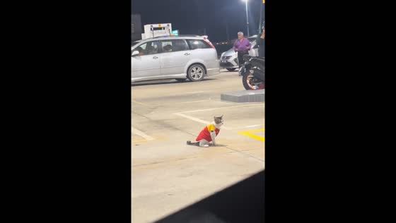 Cat in Shell cloth at petrol station