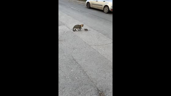 Unfazed feline: cat engages in playful pursuit with nonchalant mouse