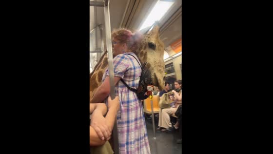 New York subway passenger carries giraffe head