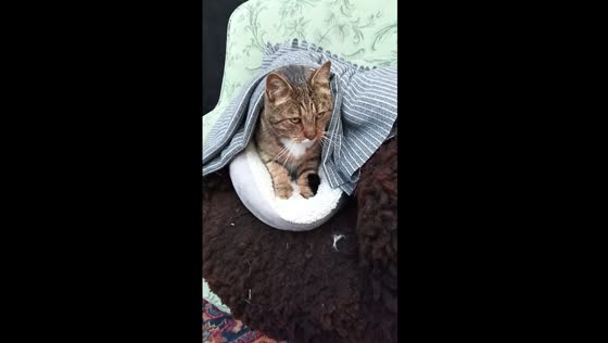 Chilly days: cat's cozy blanket massage