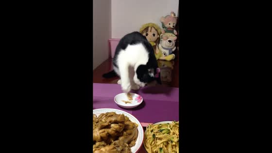 Polite cat enjoys meal at the table in Hebei, China