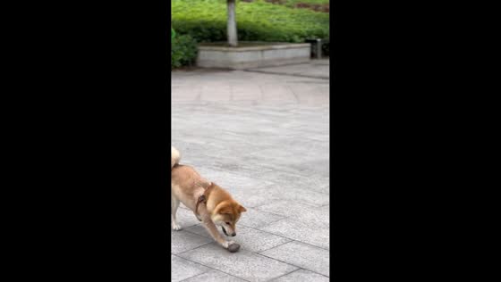 Shiba Inu enjoys playing with pebble rock in Sichuan, China
