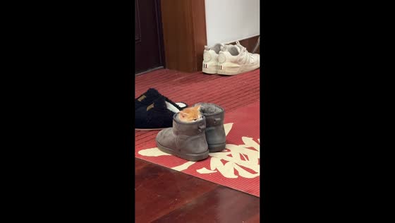 Kitten hides snugly inside a shoe in Shanghai, China