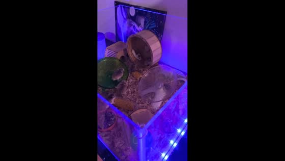 Hamsters’ high-energy antics in Minsk, Belarus