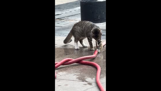 Cat tries to fix spraying water hose in Chongqing, China