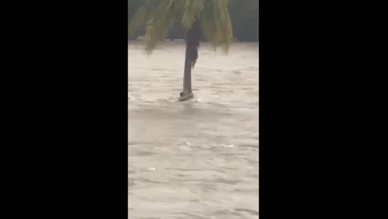 Stranded man clings to palm tree amid rushing flood waters