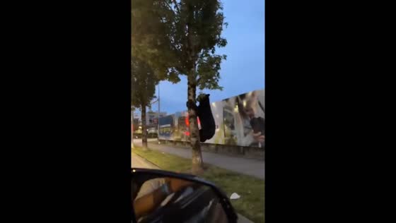 Bear roams streets and climbs tree in Port Coquitlam, Canada