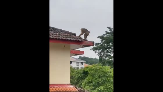 The monkey enjoyed pulling roof tiles on a campus