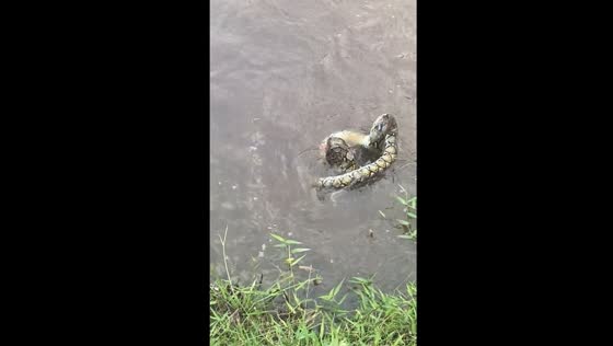Snake caught while fishing in Wakaf Tapai, Malaysia