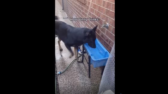 Vinny's unique drinking style: splashing and submerging for refreshment