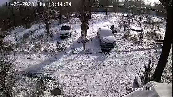 Terrifying Orsk dog attack: brave woman escapes pack of ten strays 