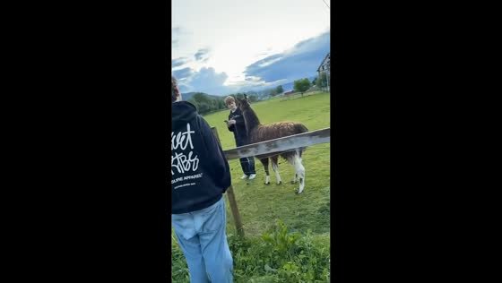 Teen chased by llama during farm visit in Sykkylven, Norway