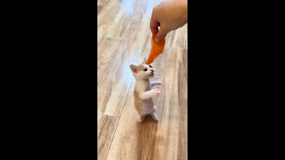 Hungry kitten stands on hind legs to grab salmon in Beijing, China