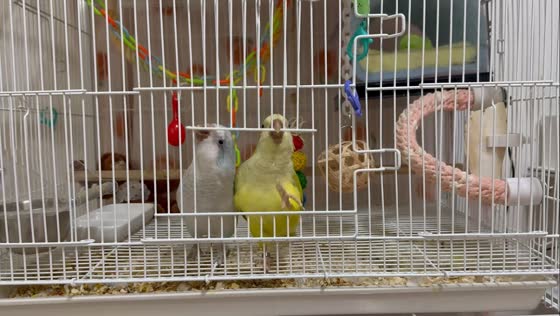 Playful cockatoo attempt cage escape in Gangseo-gu, Seoul, South Korea