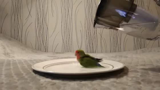 Parrot named Totosha enjoys bath time in homemade “pool” in Russia