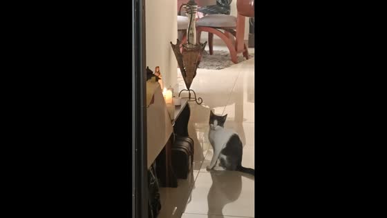 Six-month-old cat adorably appears to pray for kibble in Pasto, Colombia