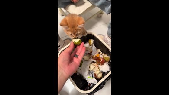 Funny kitten refuses fruit skin in Shanghai, China