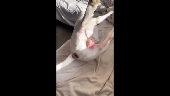 Dog nearly falls off couch while sleeping in Calgary, Canada