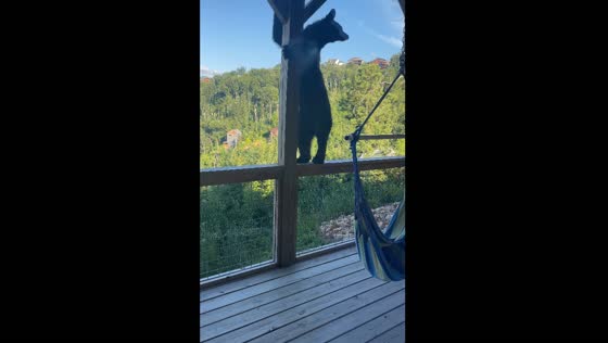 Bear spotted on cabin porch in Gatlinburg, Tennessee