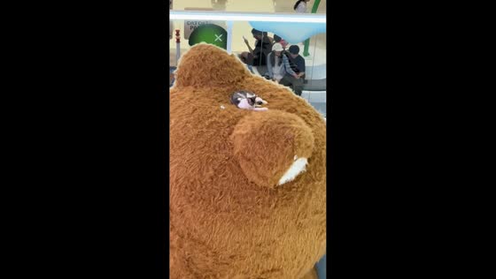 Cat lounges atop giant teddy bear at mall in Zhejiang, China