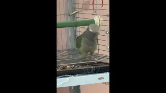 Parrot playfully gets head stuck in water cup in Henan, China