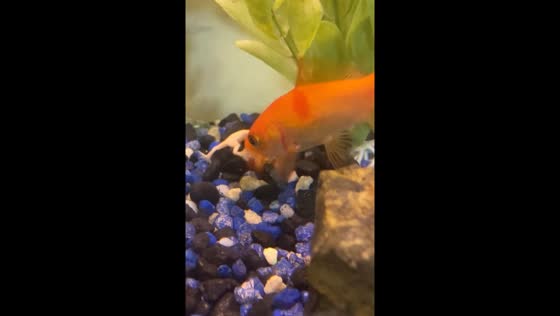 Fish appears to eat frog, but It's a false alarm