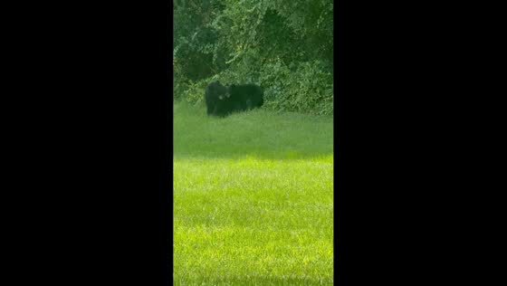 Mother bear plays with cub at the backyard in Fruitland Park, USA