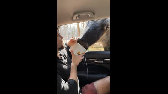 Animal antics & friend fears: a drive-thru safari adventure