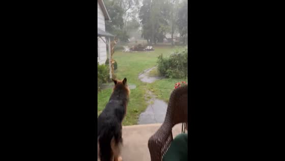 German Shepherd enjoys rainy day in Berlinsville, Pennsylvania, USA