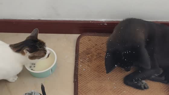 Cat splashes milk everywhere while drinking beside patient dog in Zhejiang, China
