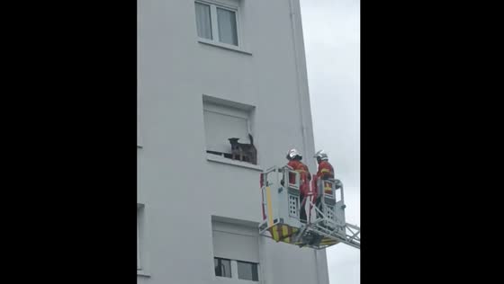 Dog rescued from window in Pau, France