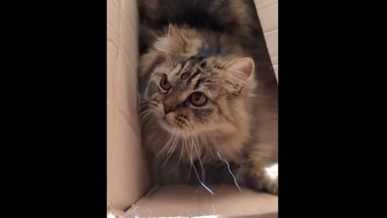 Cat hides in a box and playfully slaps owner in Karachi