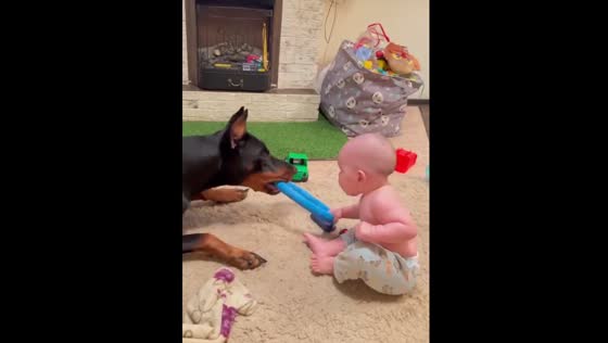 Doberman gently shares toy with baby girl in Tatarstan, Russia