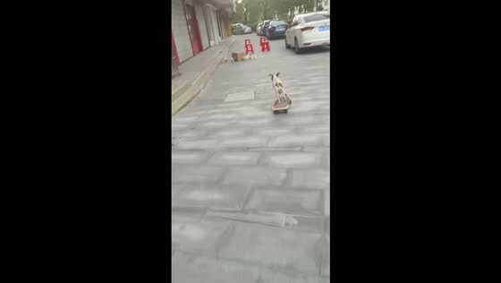 Jack Russell Terrier shows skateboard skills in Shanghai, China