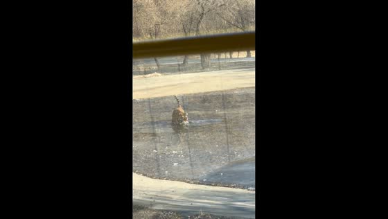 Tiger falls through ice at wildlife park in Heilongjiang, China