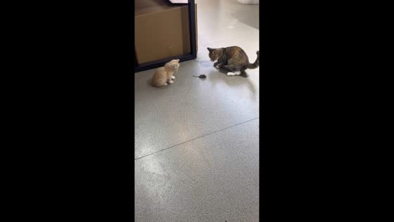 Cat and kitten pursue mouse after cornering it inside house in Yunnan, China