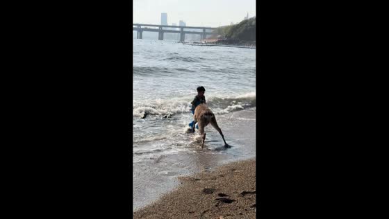 Deer tackles child on beach in Dalian, Liaoning, China