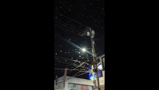 Flying termites swarm after earthquake in Ormoc, Leyte, Philippines
