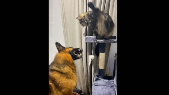 Cat and dog share playful moments on cat tower in Adelaide, Australia