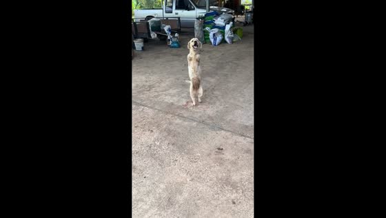Two-legged dog walks upright for food in Khao Chamao, Thailand